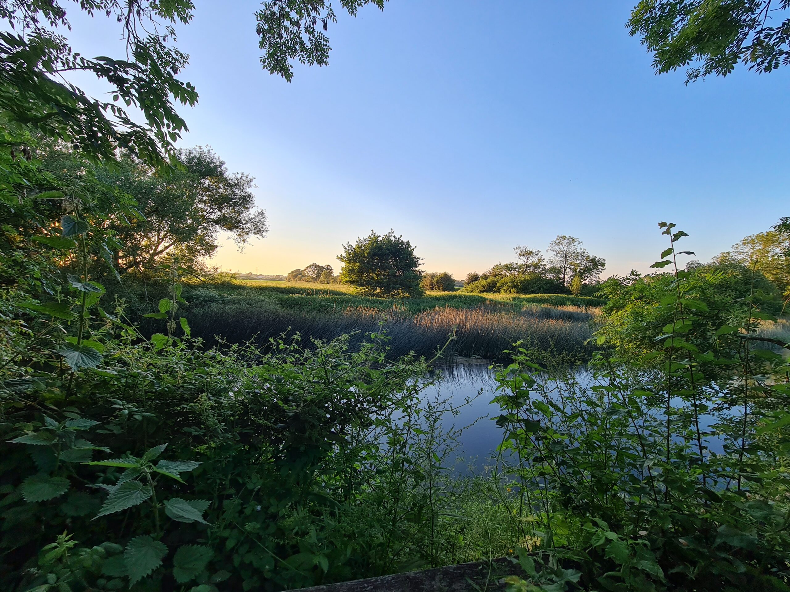 Tranquil pond surrounded by lush greenery under a clear blue sky at sunset.